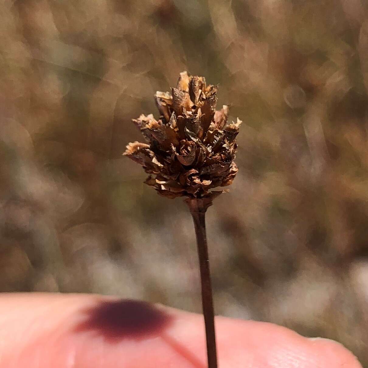 Image of Elliott's Yellow-Eyed-Grass