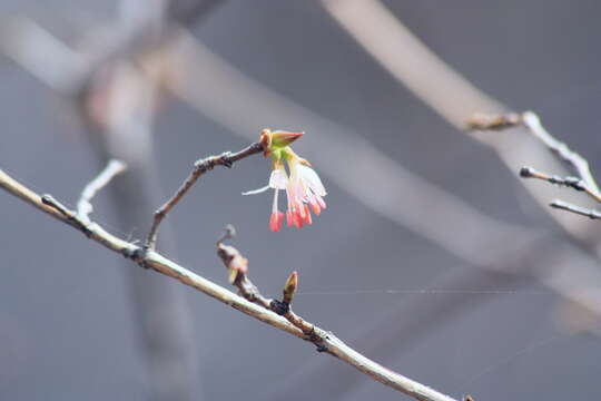 Image of Lonicera praeflorens Batalin