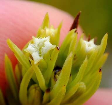 Image of Thesium carinatum A. DC.