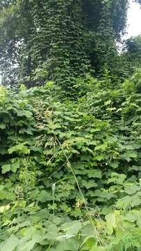 Image of kudzu