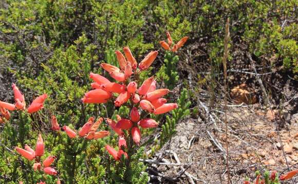 Image of Erica tumida var. tumida