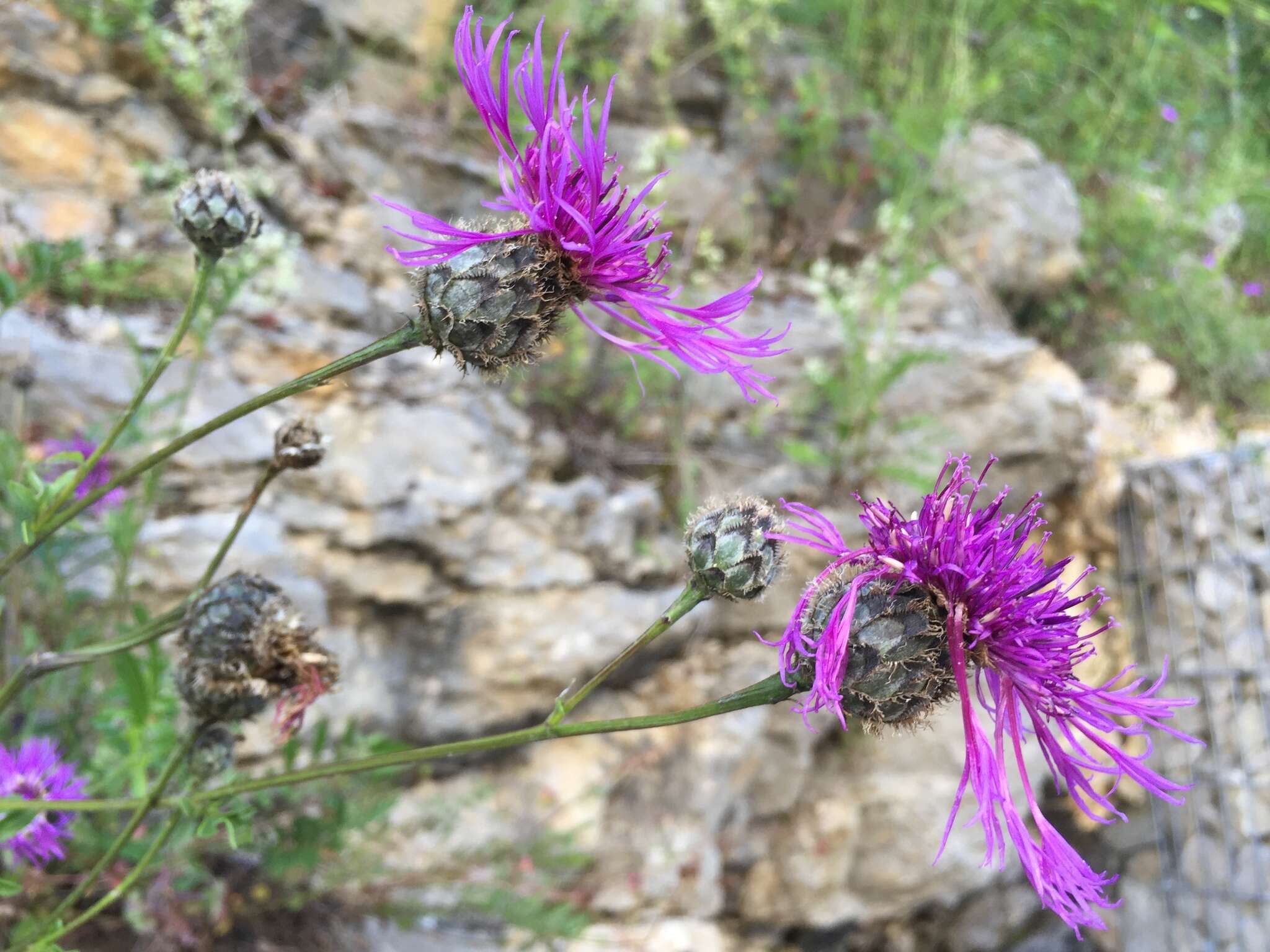 Image of greater knapweed