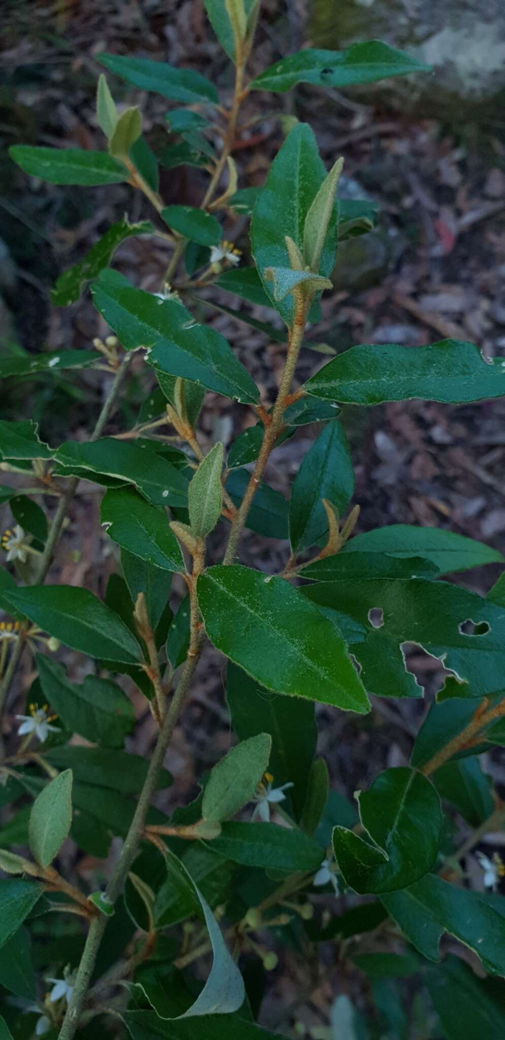 Image of Asterolasia correifolia (A. Juss.) Benth.