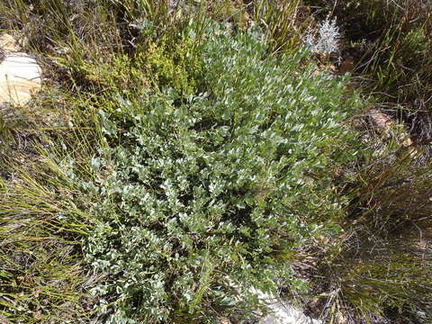 Image of Rafnia rostrata subsp. pluriflora