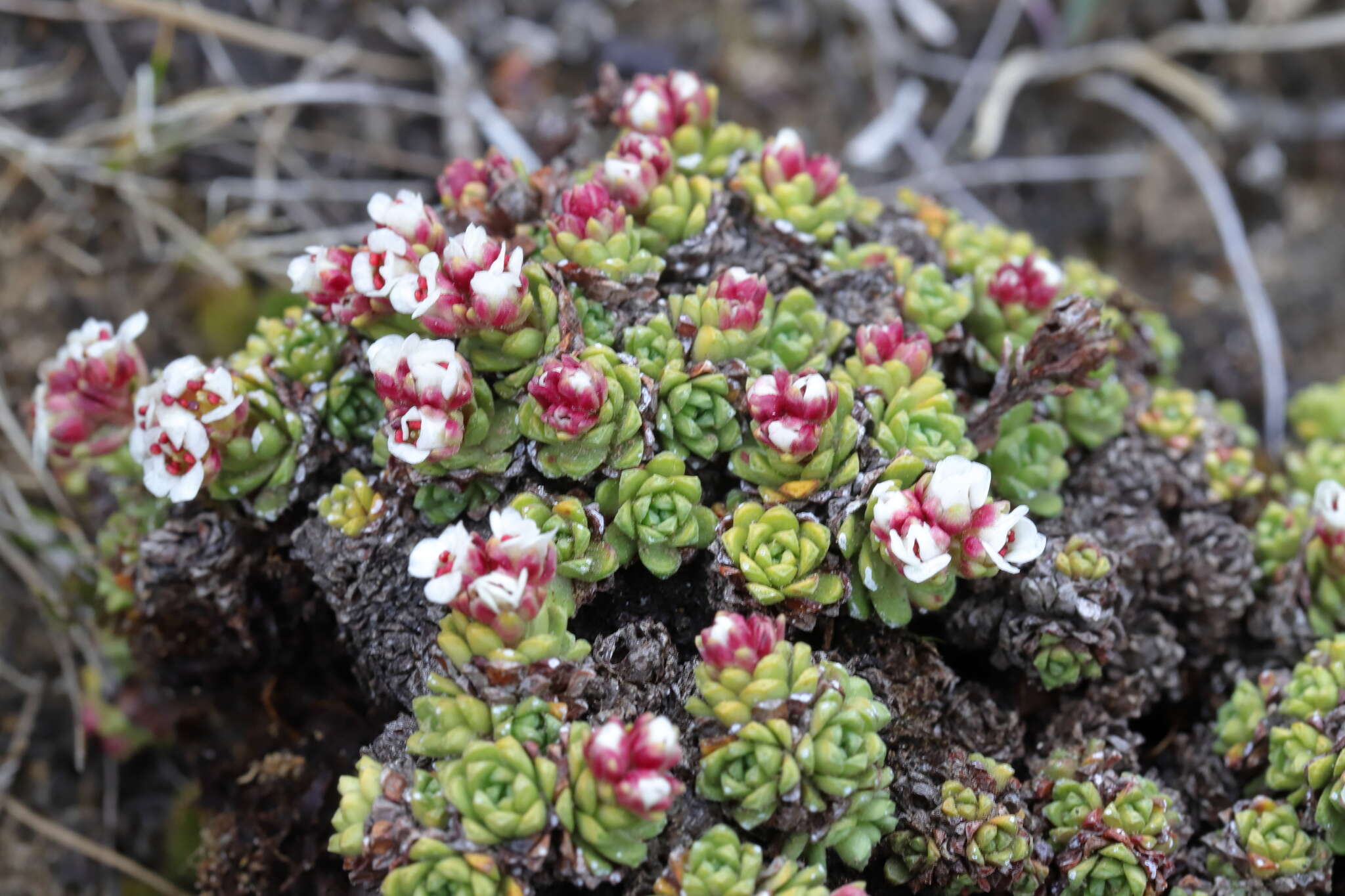 Imagem de Saxifraga andersonii Engl.