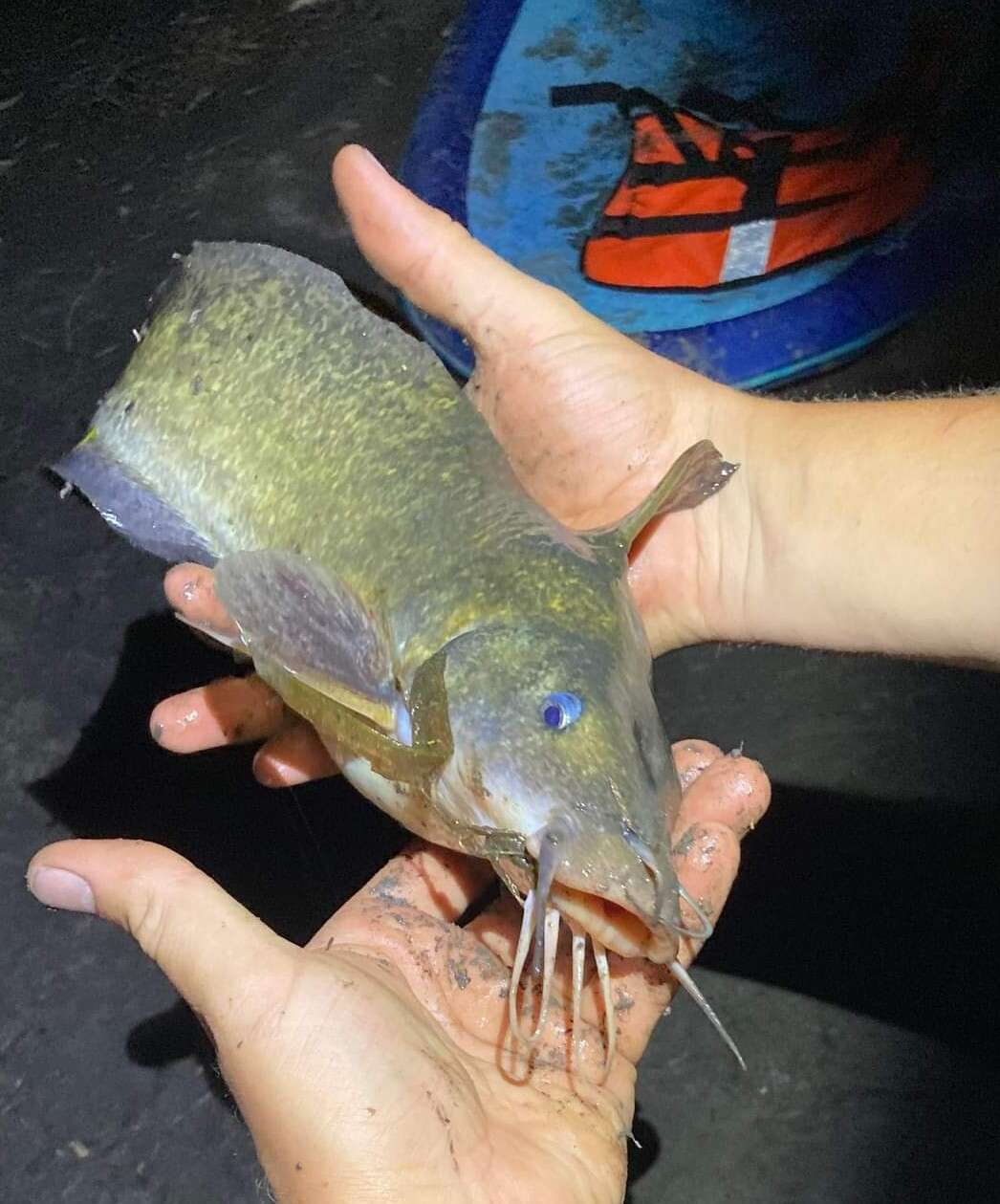Image of Eel-tailed catfish