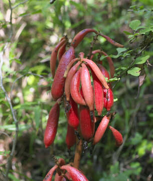 Image de Cyrtosia septentrionalis (Rchb. fil.) Garay