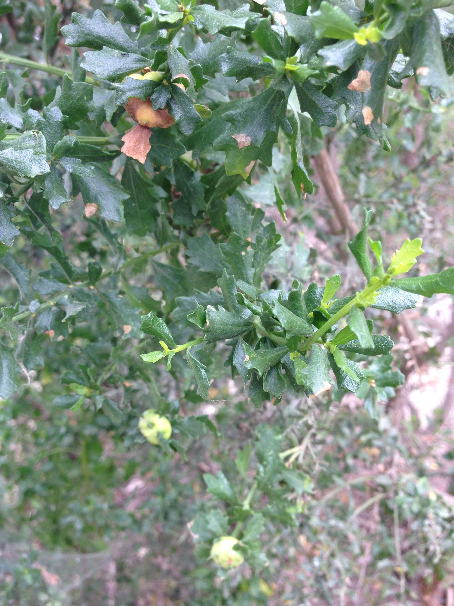 Image of Coyote Brush Bud Gall Midge