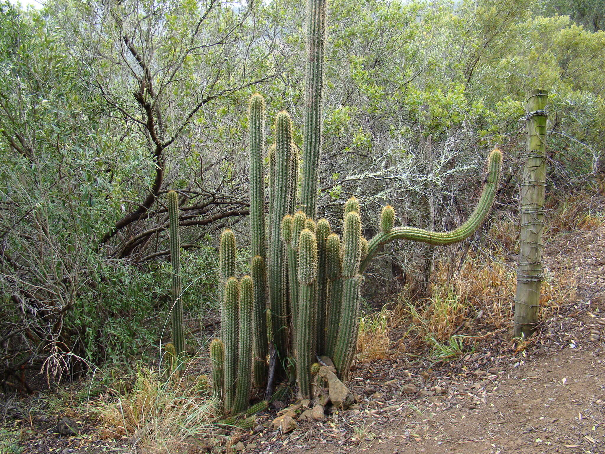 Plancia ëd <i>Trichocereus spachianus</i>