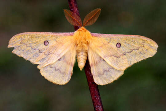 Image of Saturnia subgen. Perisomena Walker 1855