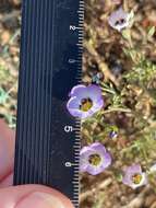 Image of bird's-eye gilia