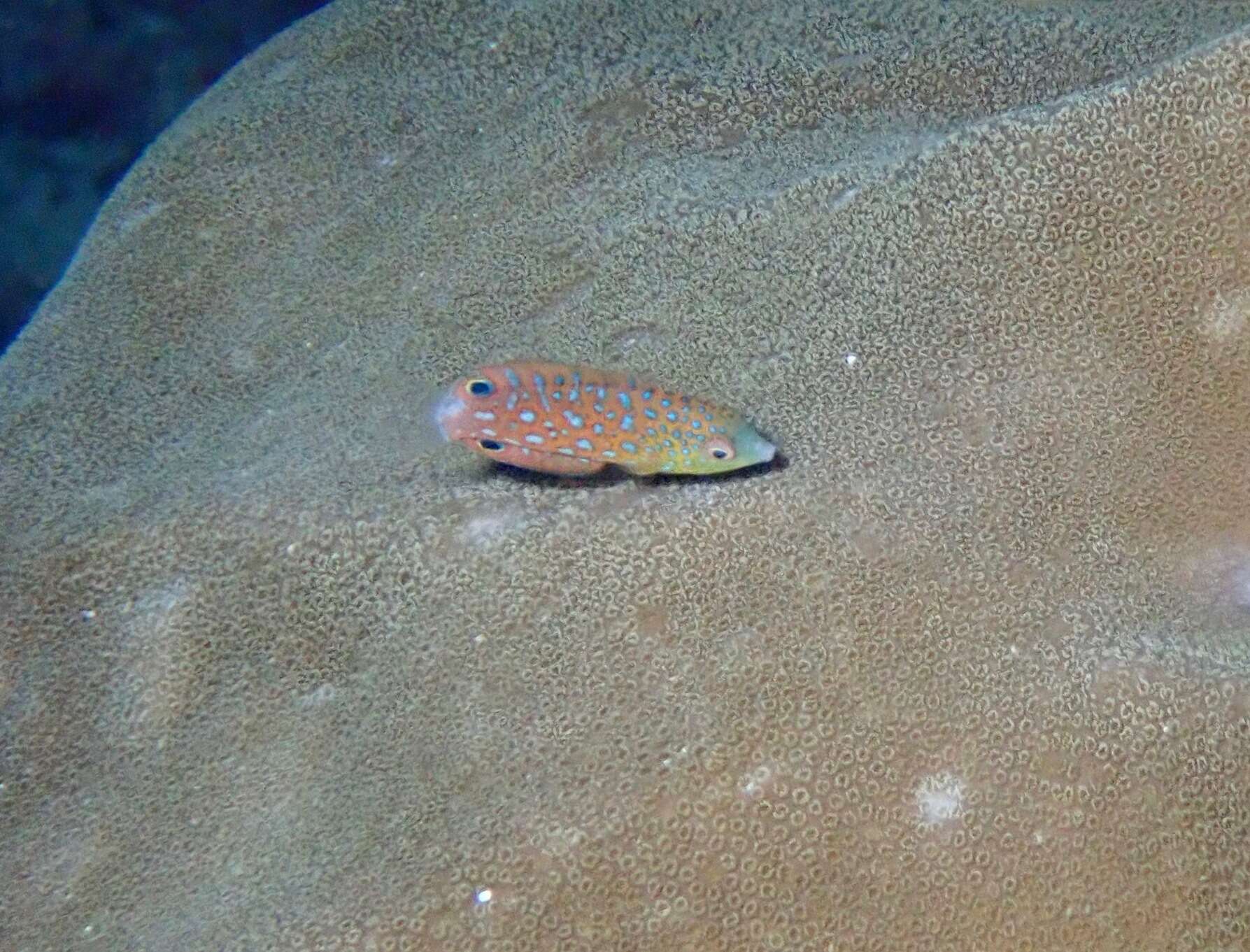 Image of Twister Wrasse