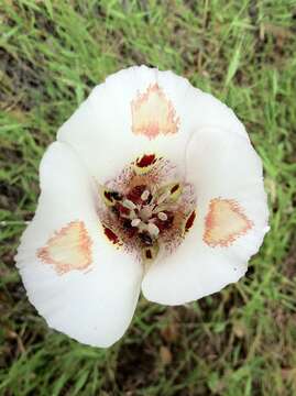 Image of butterfly mariposa lily