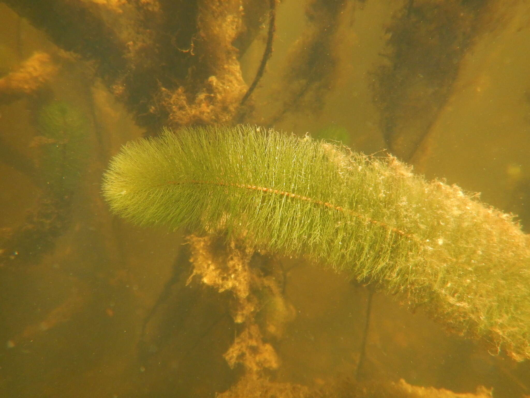 Image of twoleaf watermilfoil