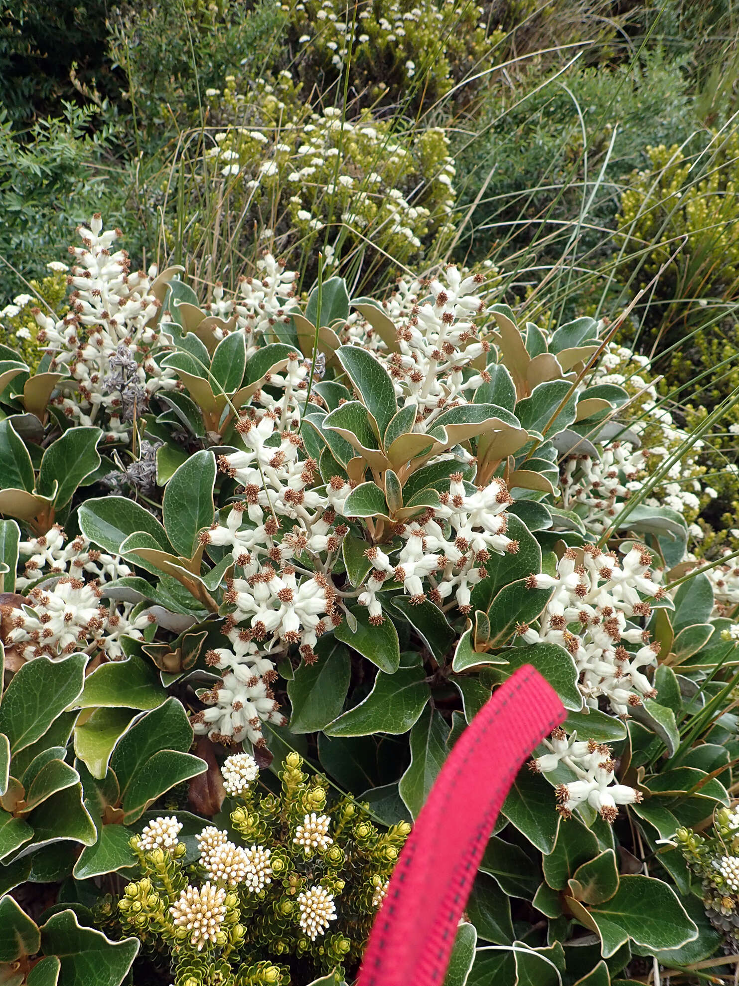 Image de Brachyglottis elaeagnifolia (Hook. fil.) B. Nord.