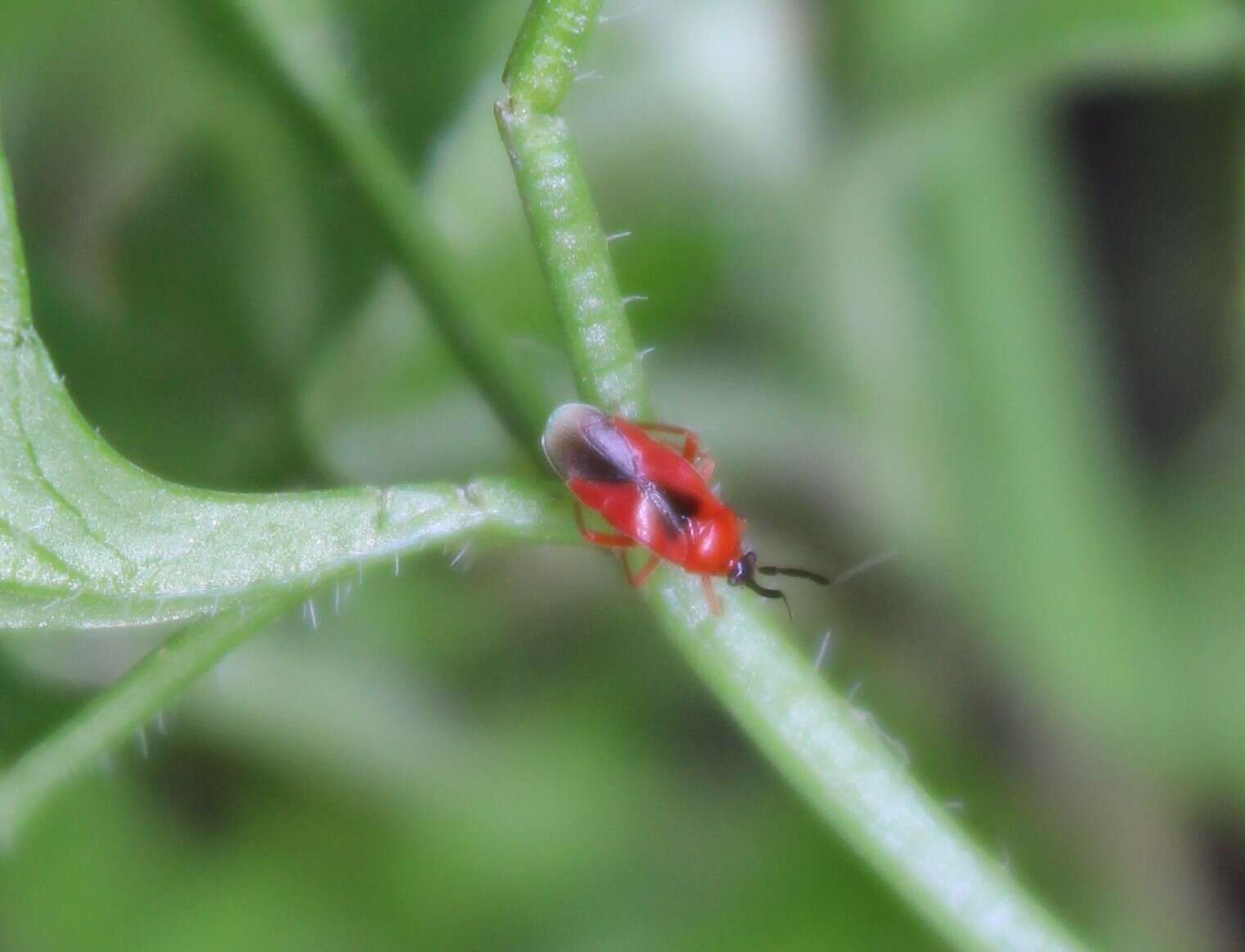 Pachymerocerus erythronotus (Berg 1883)的圖片