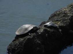 Image of William’s South-American Side-necked Turtle