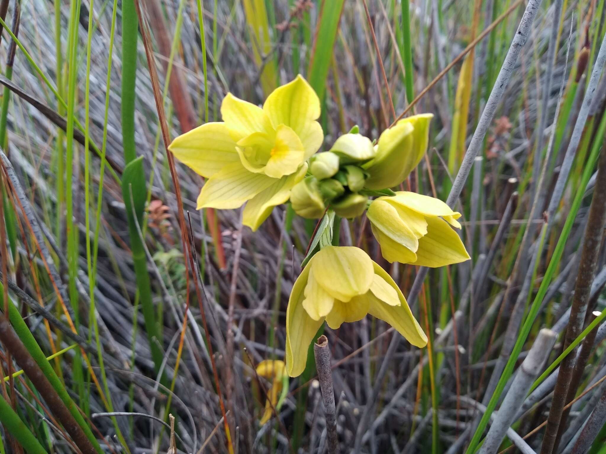 Eulophia tabularis (L. fil.) Bolus的圖片