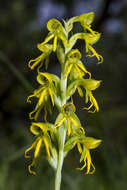 Habenaria marginata Colebr. resmi