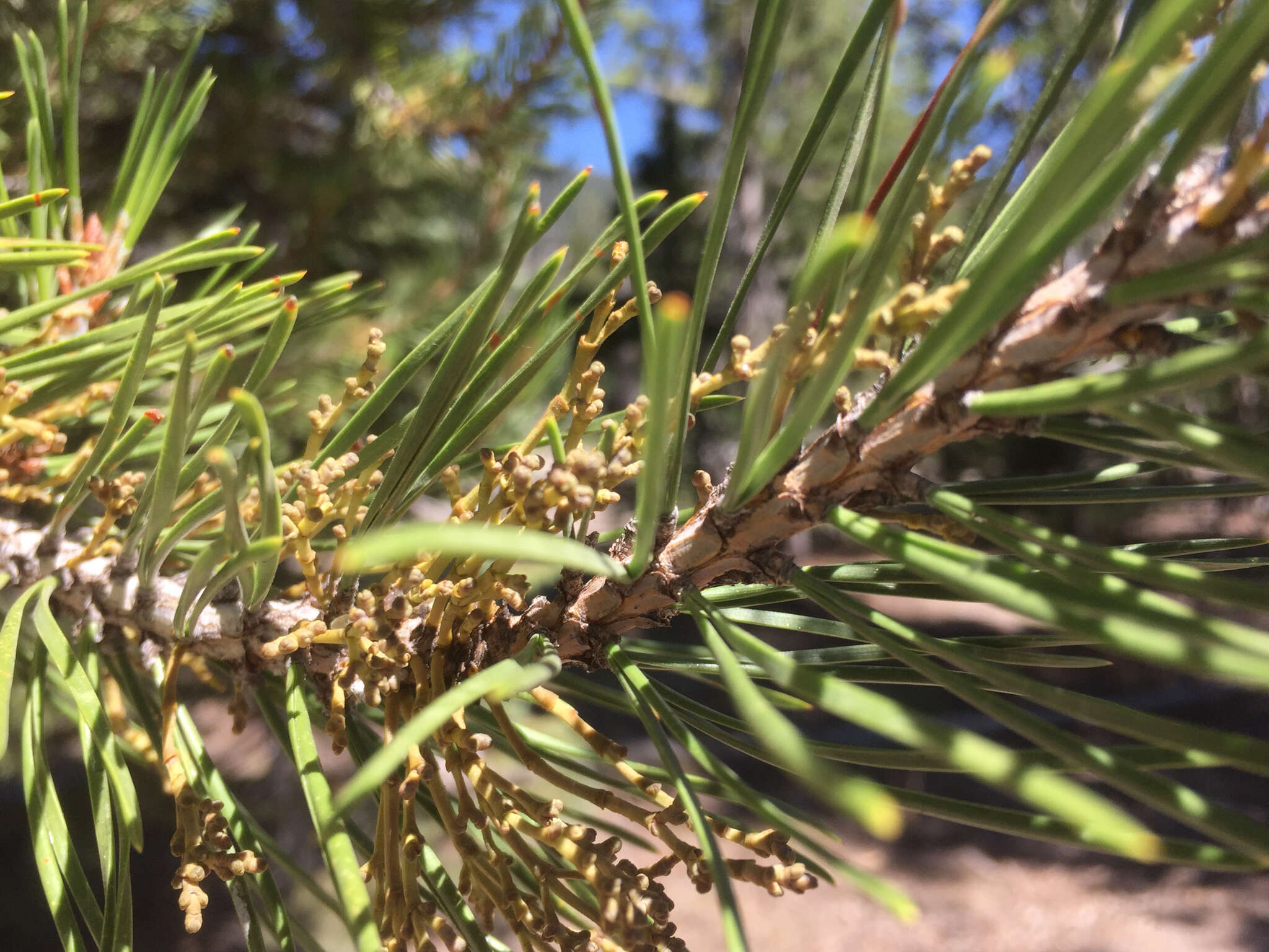 Imagem de Pinus contorta var. murrayana (Balf.) Engelm.