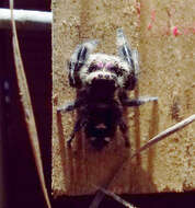 صورة Phidippus regius C. L. Koch 1846