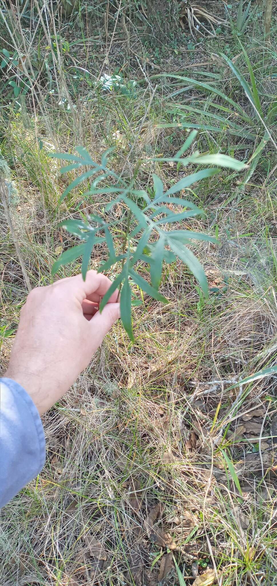 Слика од Solanum angustifidum Bitter