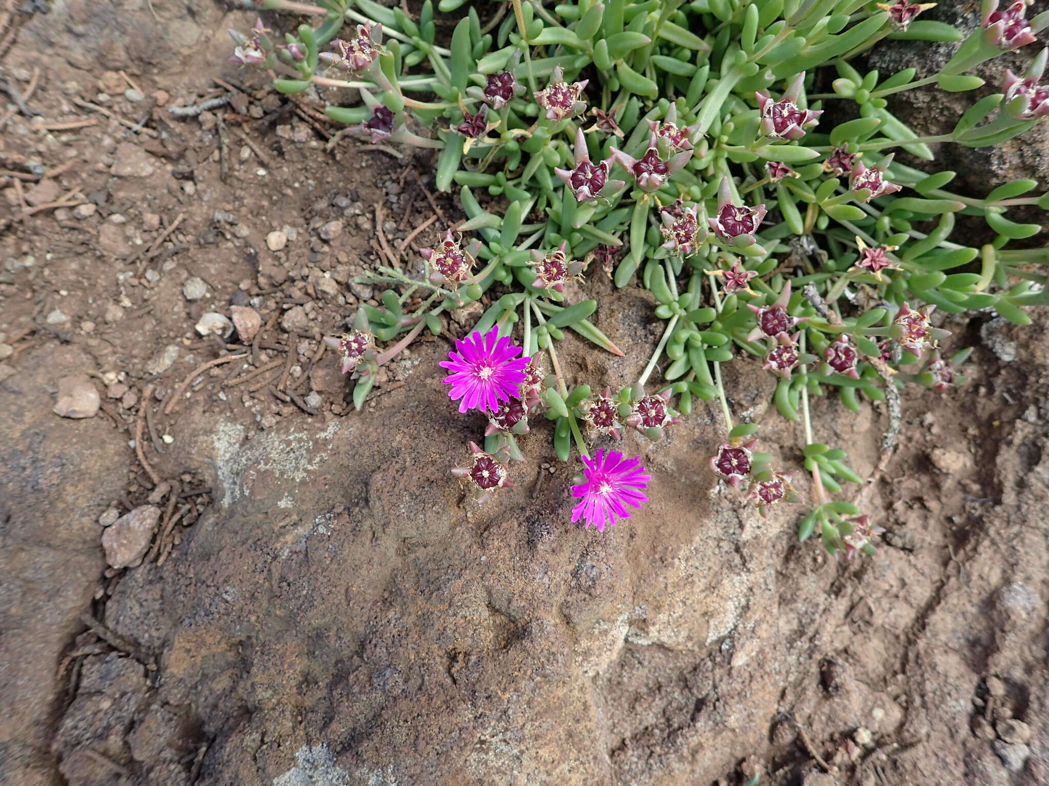 Imagem de Delosperma lavisiae L. Bol.