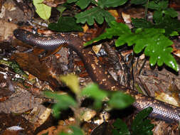 Image of African burrowing python