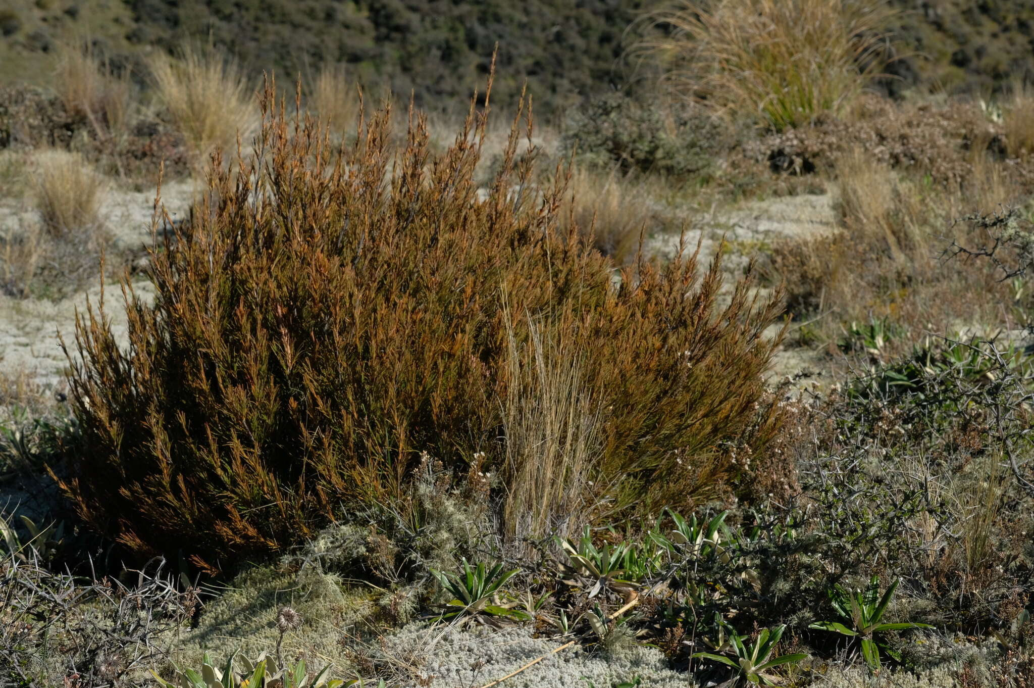 Image de Dracophyllum rosmarinifolium (Forst. fil.) R. Br.