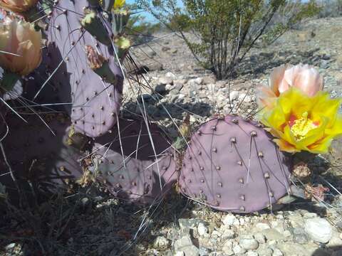 Image of Brownspine Pricklypear