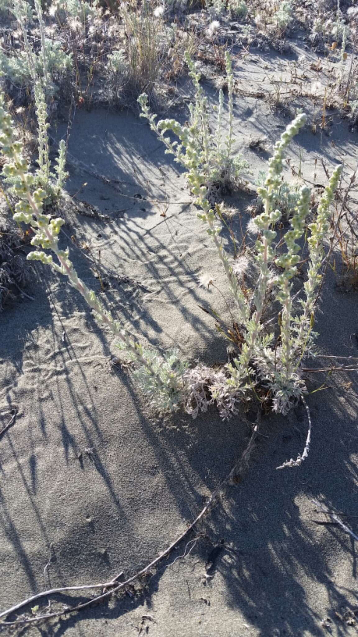 Image of beach wormwood