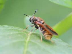 Image of Hermetia aurata Bellardi 1859