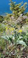 Image de Cynoglossum tetraspis (Pall.) W. Greuter & Burdet