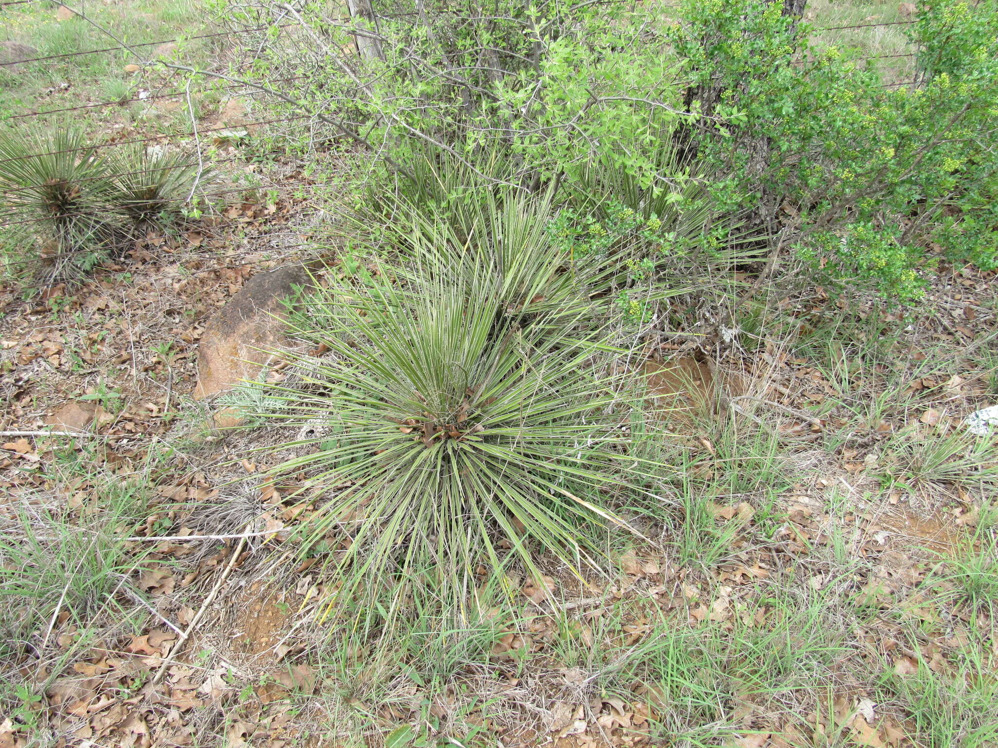 Image of Buckley's yucca