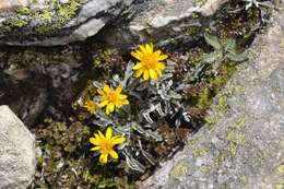 Imagem de Jacobaea uniflora (All.) Veldkamp