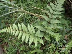 Image of Cornopteris opaca (D. Don) Tag.