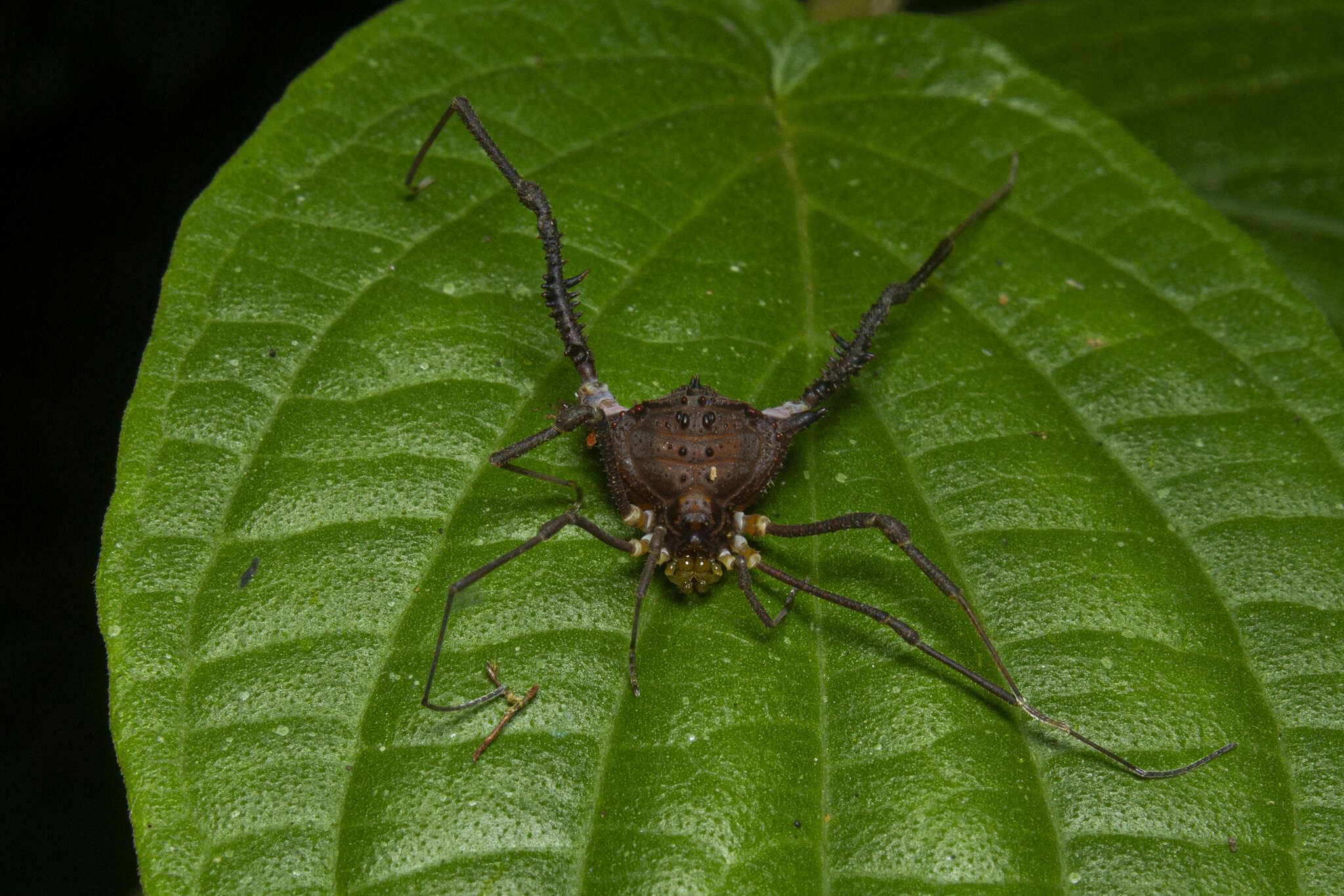 Image of Mischonyx squalidus Bertkau 1880