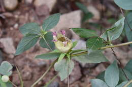 Codonopsis lanceolata (Siebold & Zucc.) Benth. & Hook. fil. ex Trautv. resmi