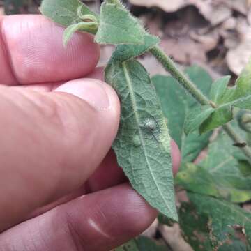 Archibaccharis auriculata (Hemsl.) G. L. Nesom resmi