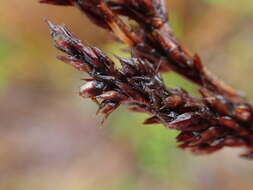 Imagem de Machaerina teretifolia (R. Br.) T. Koyama