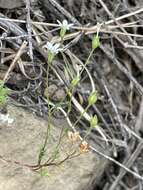 Image of California gilia