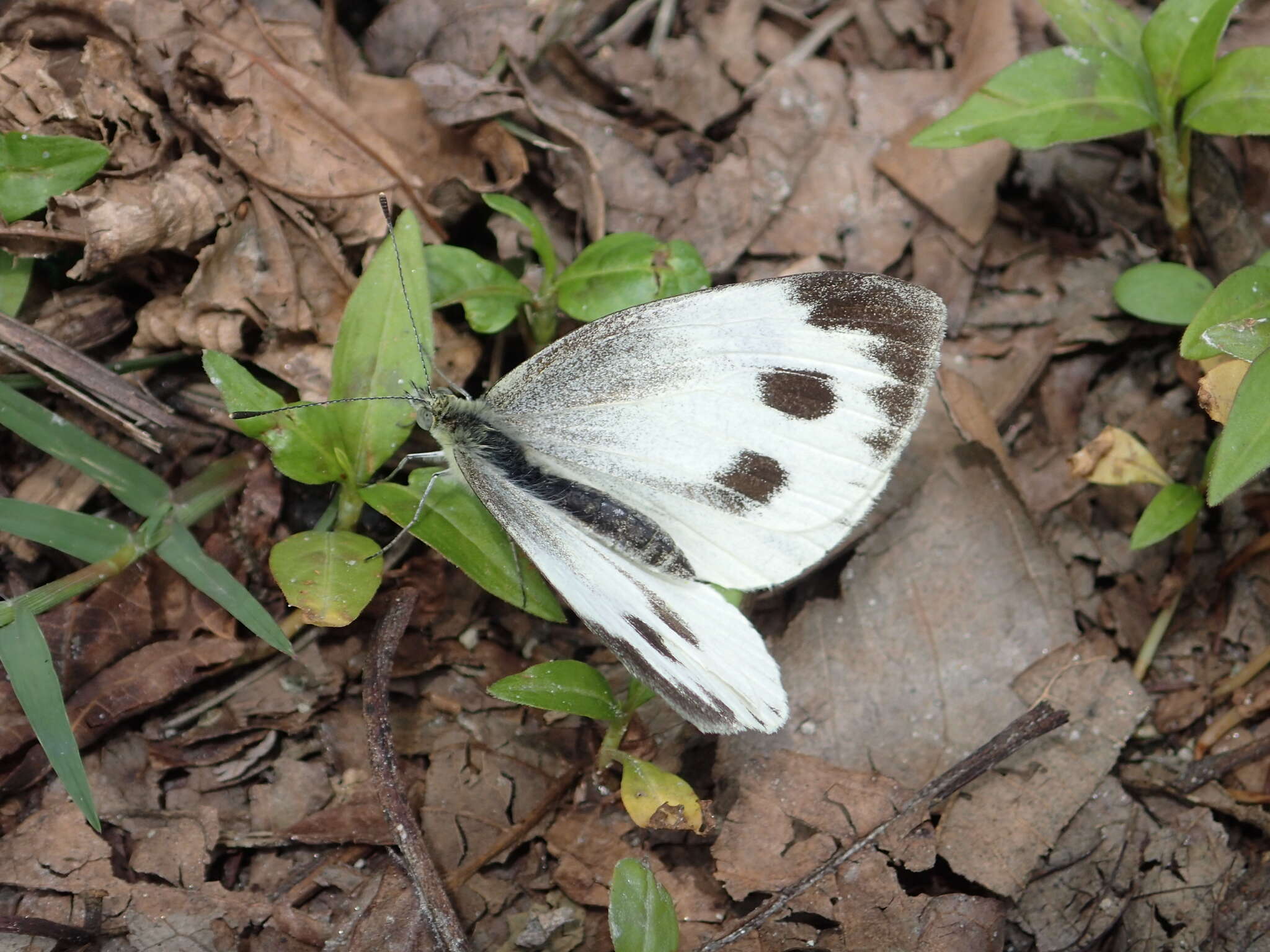 Image of Pieris canidia (Sparrman 1768)