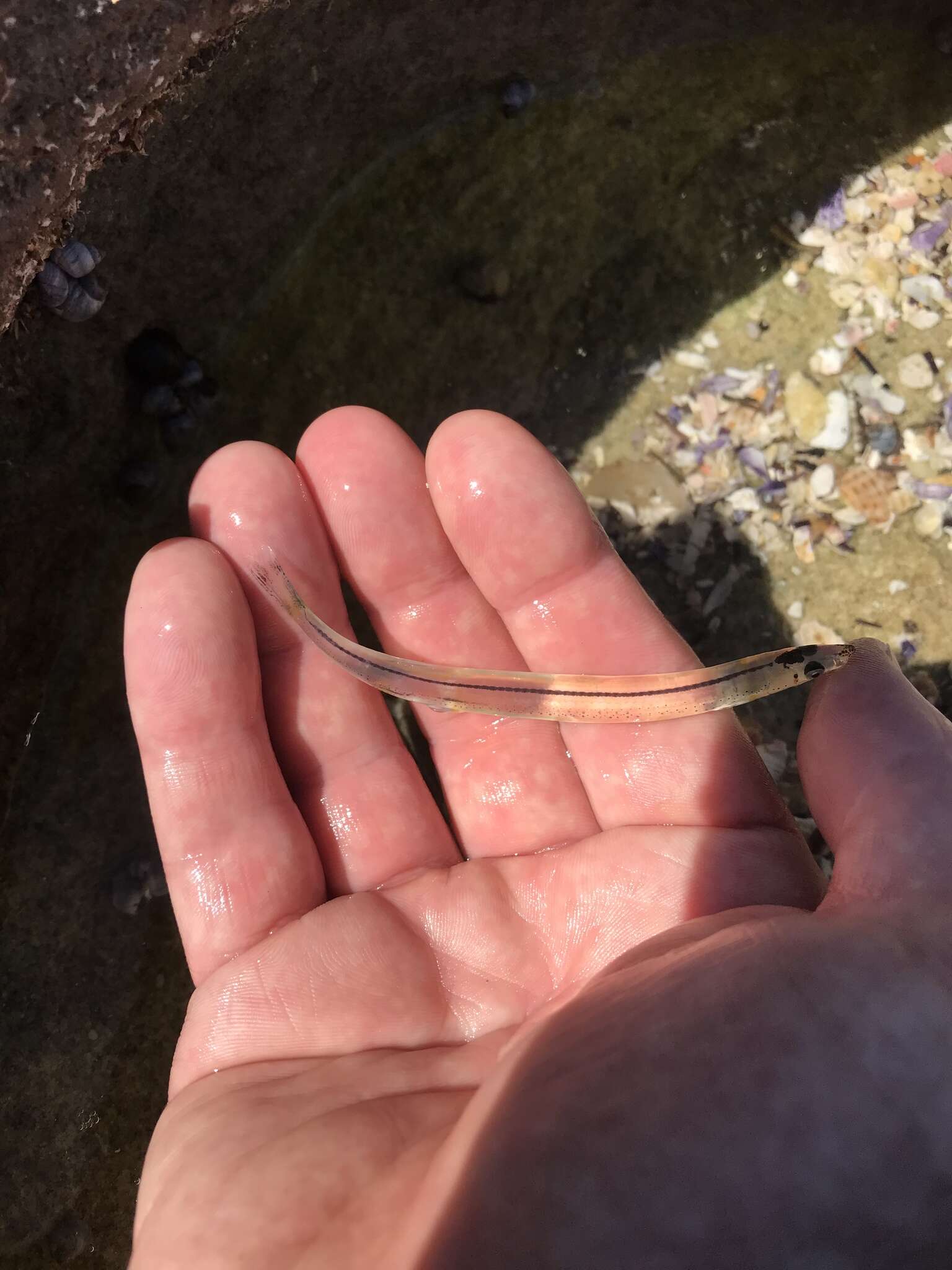 Image of Beaked salmon