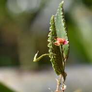 Image of Lepanthes aculeata Luer