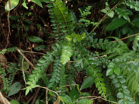 Image of Zanthoxylum avicennae (Lam.) DC.