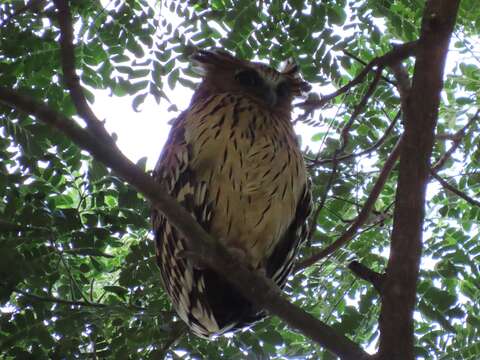 Image of Buffy Fish Owl