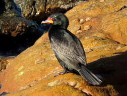 Image of Crowned Cormorant