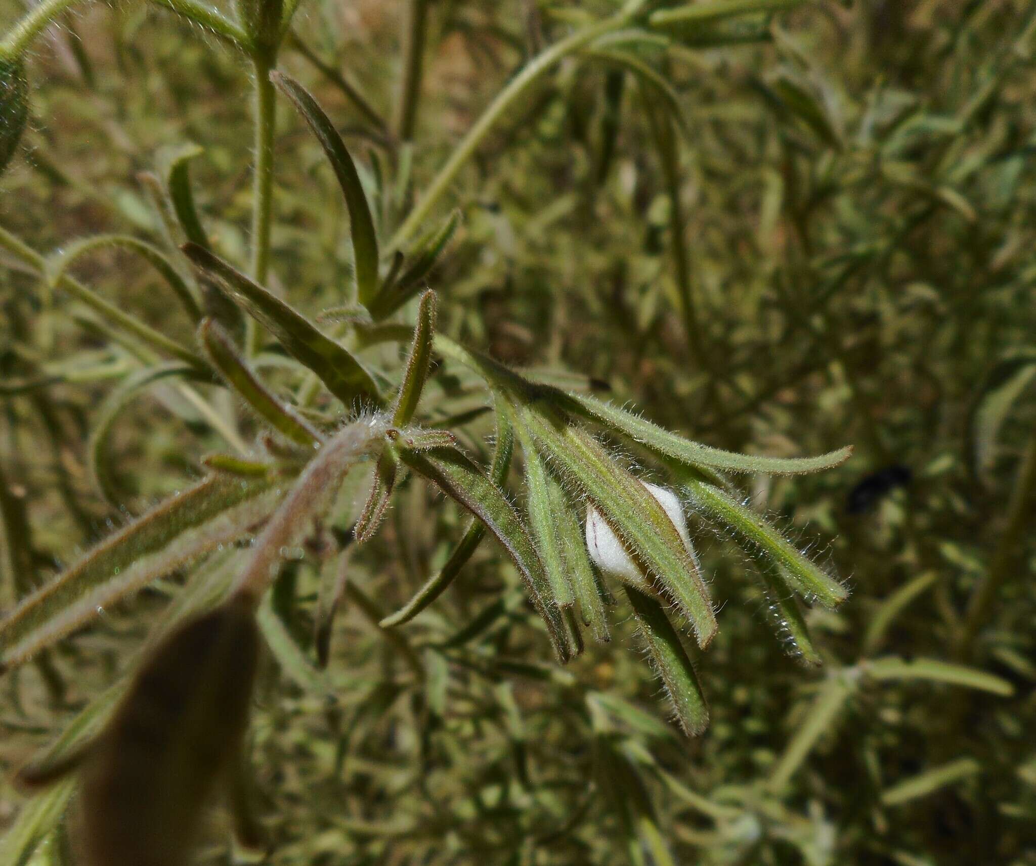 صورة Cordylanthus pilosus A. Gray