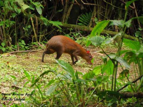 Image of Central American Agouti