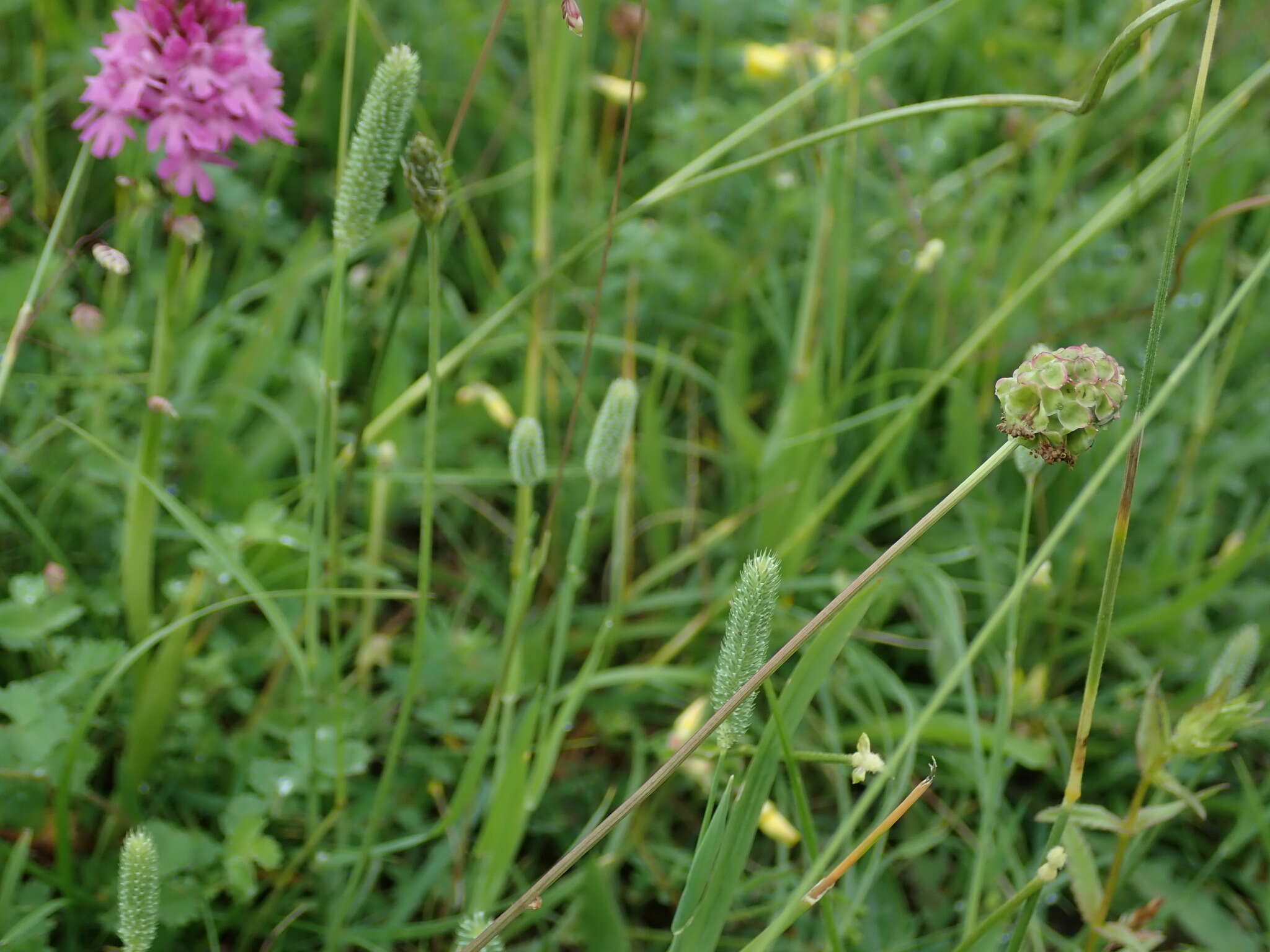 Image of Phleum bertolonii DC.